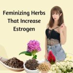 Feminizing Herbs That Increase Estrogen